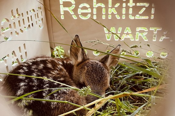 rehkitzunterstuetzung.jpg